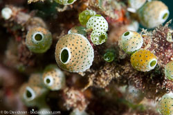 BD-111128-Raja-Ampat-5426-Entacmaea-quadricolor-(Leuckart-in-Rüppell---Leuckart.-1828)-[Bubble-tip-anemone].jpg
